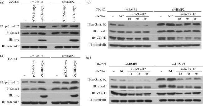 SMAD1 Antibody in Western Blot (WB)