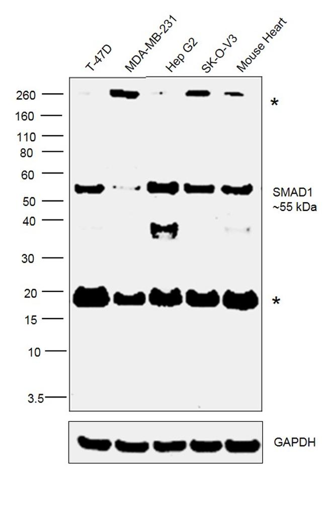 SMAD1 Antibody in Western Blot (WB)