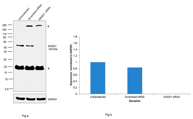 SMAD1 Antibody in Western Blot (WB)