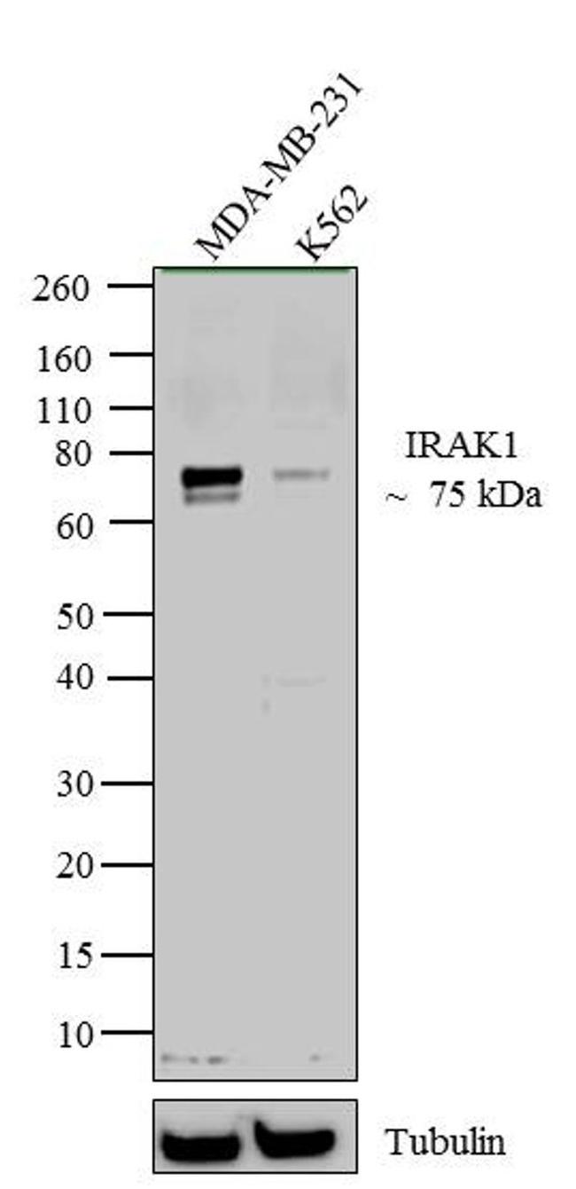 IRAK1 Antibody in Western Blot (WB)