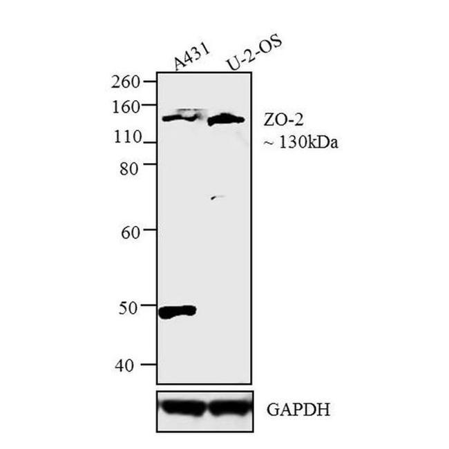 ZO-2 Antibody in Western Blot (WB)