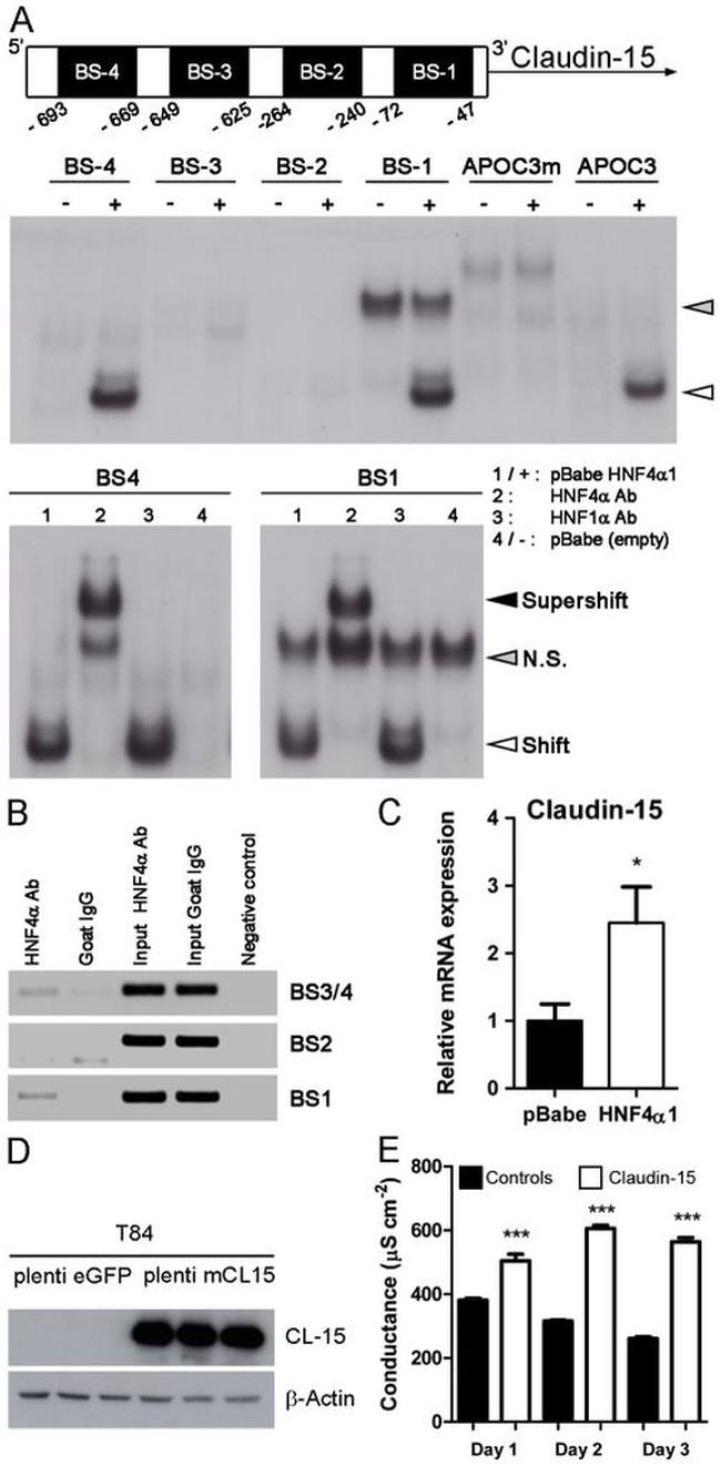 Claudin 15 Antibody in Western Blot (WB)