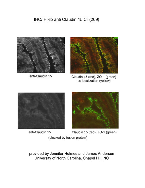 Claudin 15 Antibody in Immunohistochemistry (IHC)