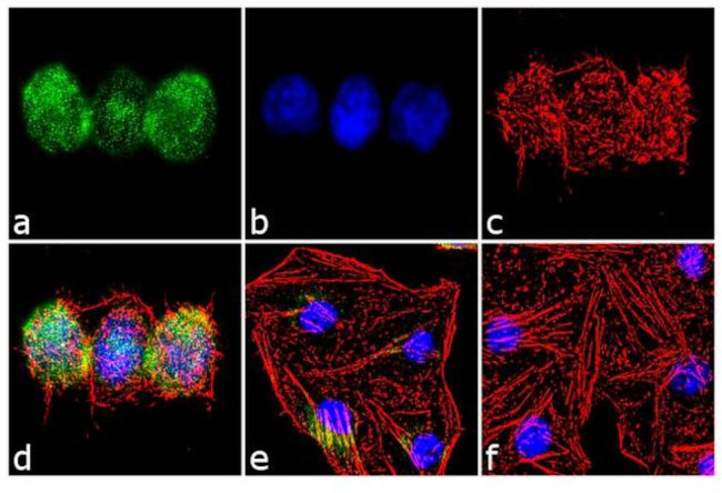 Aurora C Antibody in Immunocytochemistry (ICC/IF)