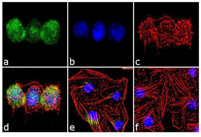 Aurora C Antibody