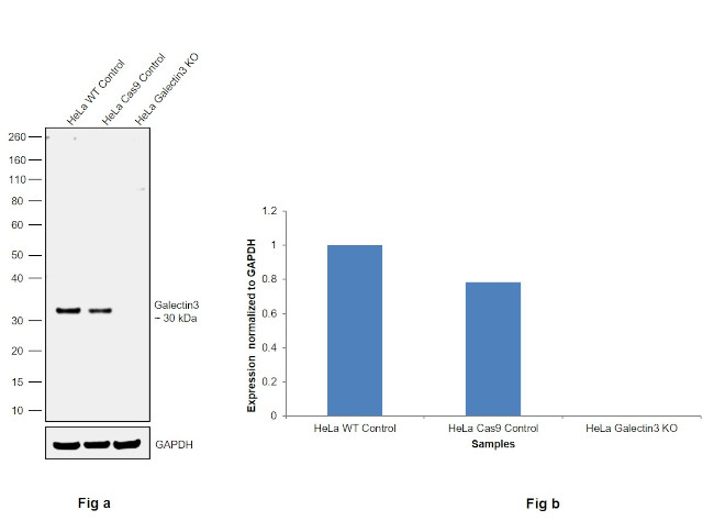 Galectin 3 Antibody