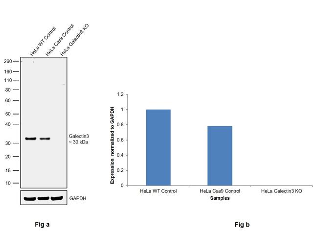 Galectin 3 Antibody in Western Blot (WB)