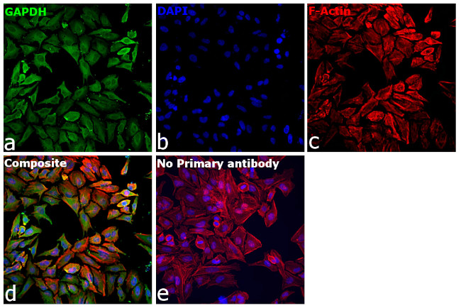 GAPDH Antibody in Immunocytochemistry (ICC/IF)