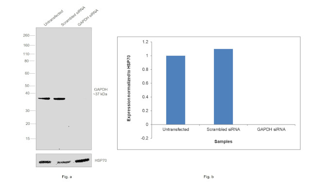 GAPDH Antibody in Western Blot (WB)