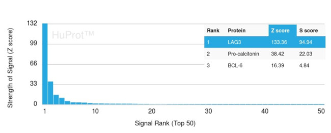 Lymphocyte Activation Gene 3 (LAG-3) (Negative Checkpoint Regulator) Antibody in Peptide array (ARRAY)