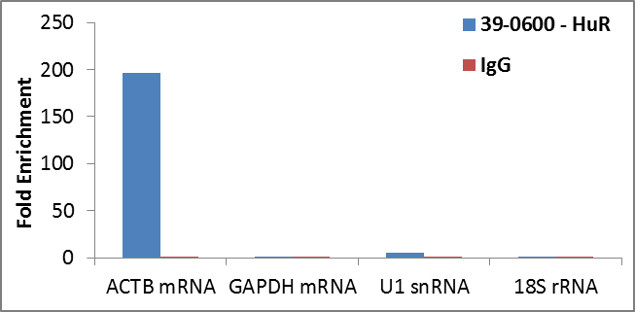 HuR Antibody