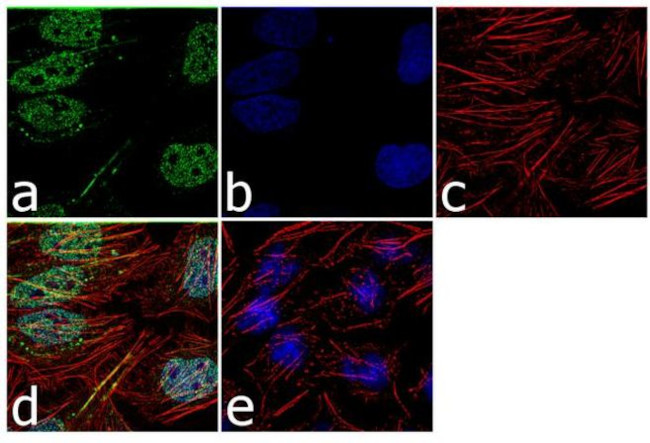 HuR Antibody in Immunocytochemistry (ICC/IF)