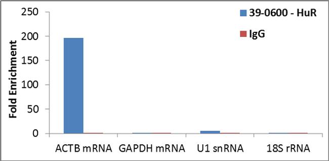 HuR Antibody in RNA Immunoprecipitation (RIP)