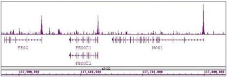 ASH2L Antibody in ChIP-Sequencing (ChIP-Seq)