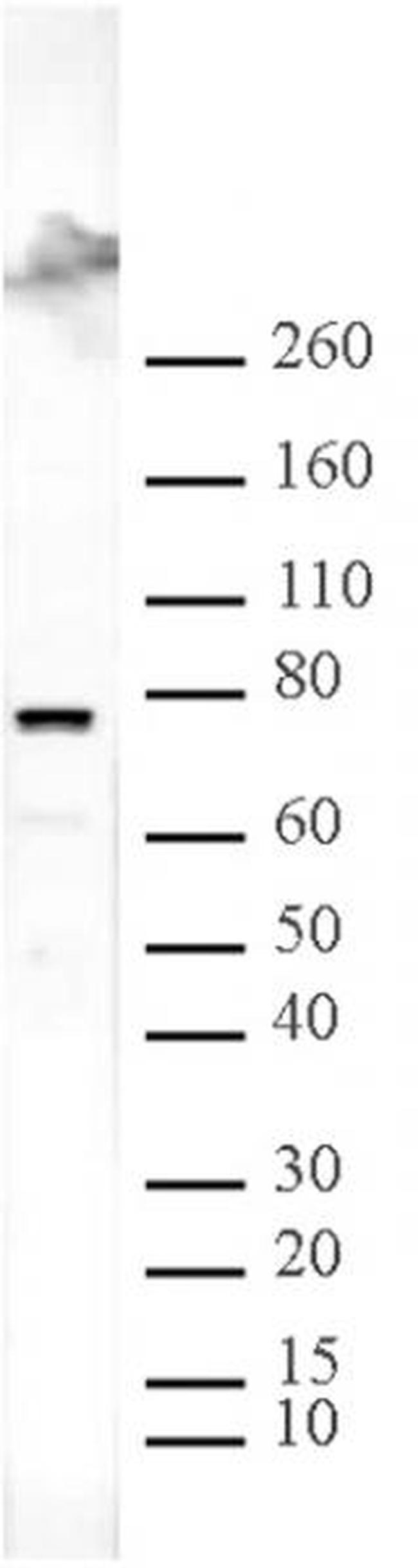 ASH2L Antibody in Western Blot (WB)