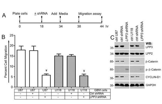 PPAP2B Antibody in Western Blot (WB)