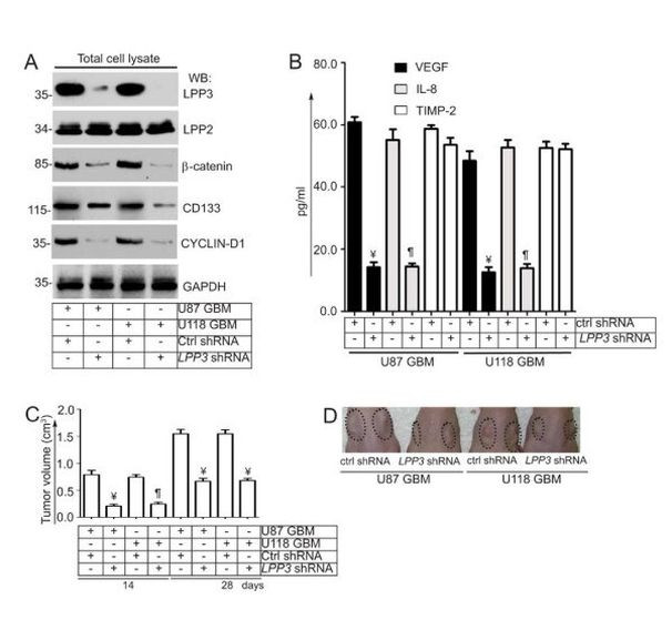 PPAP2B Antibody in Western Blot (WB)