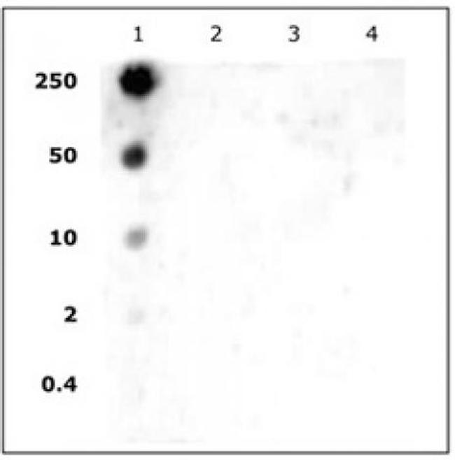 Histone H2AK5ac Antibody in Dot Blot (DB)