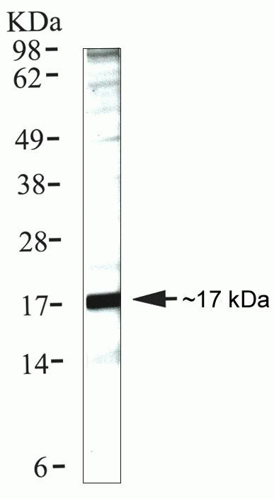 Cyclophilin A Antibody in Western Blot (WB)