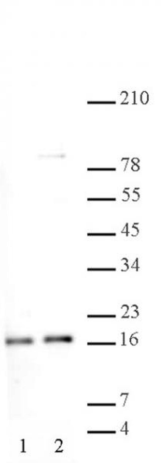 Histone H2A, acidic patch Antibody in Western Blot (WB)