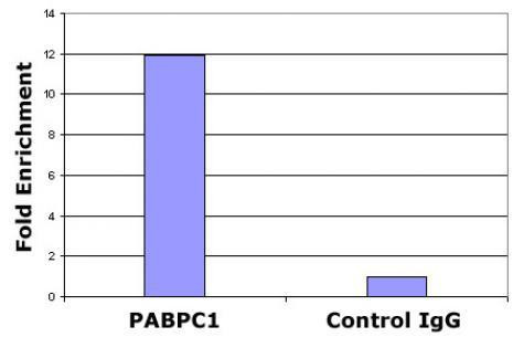 Histone H2A.Z Antibody in ChIP Assay (ChIP)