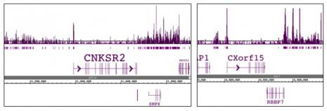 Histone H2A.Z Antibody in ChIP-Sequencing (ChIP-Seq)