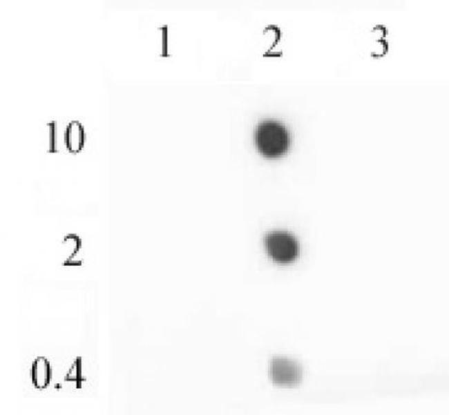 Histone H2A.Z Antibody in Dot Blot (DB)