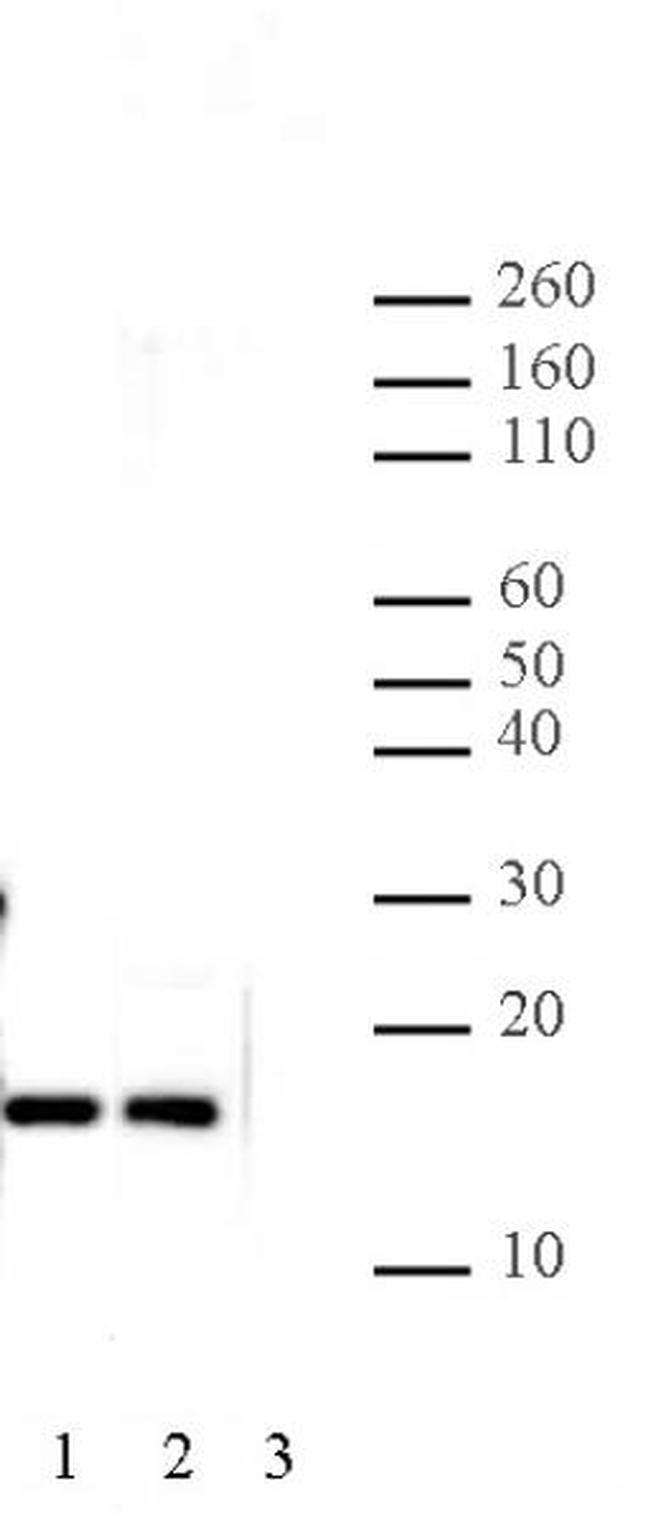 Histone H2A.Z Antibody in Western Blot (WB)