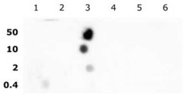 Histone H2BK16ac Antibody in Dot Blot (DB)