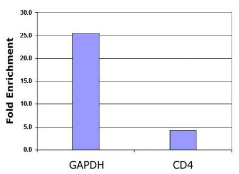 Histone H2BK5ac Antibody in ChIP Assay (ChIP)