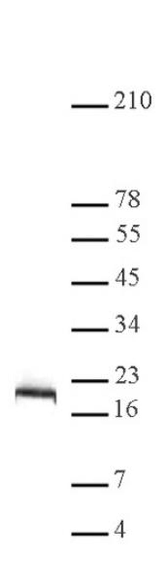 Histone H2B Antibody in Western Blot (WB)