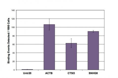 Histone H3K27ac Antibody in ChIP Assay (ChIP)