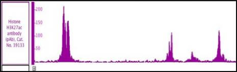 Histone H3K27ac Antibody in ChIP Assay (ChIP)