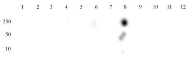 Histone H3K27ac Antibody in Dot Blot (DB)