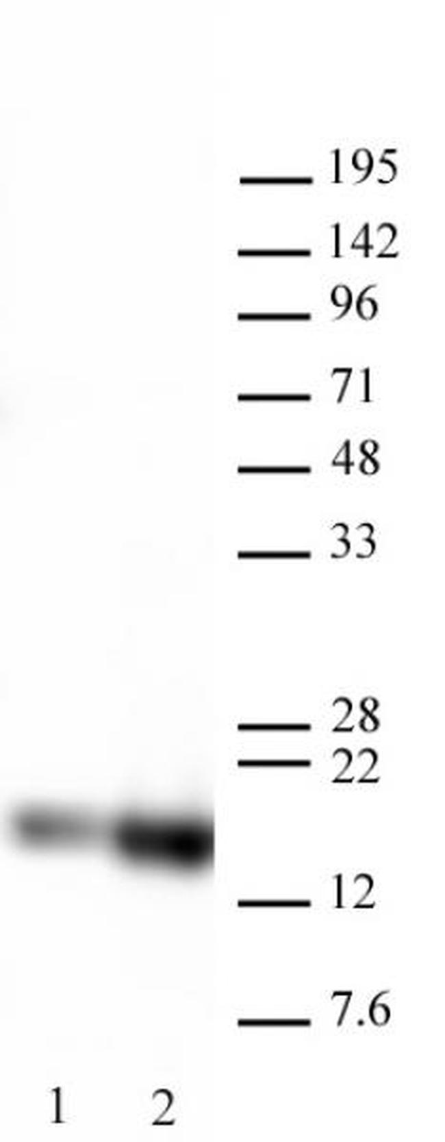 Histone H3K27ac Antibody in Western Blot (WB)