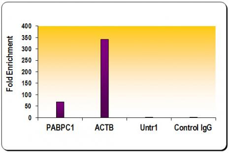 Histone H3K27ac Antibody in ChIP Assay (ChIP)