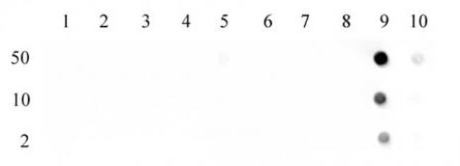 Histone H3K27ac Antibody in Dot Blot (DB)