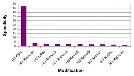 Histone H3K9ac Antibody in ELISA (ELISA)