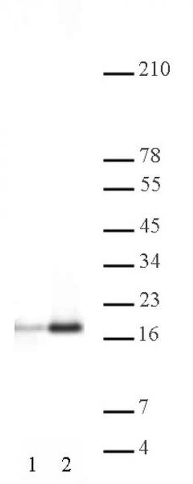 Histone H3ac (pan-acetyl) Antibody in Western Blot (WB)