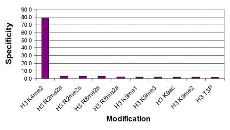 Histone H3K4me2 Antibody in ELISA (ELISA)