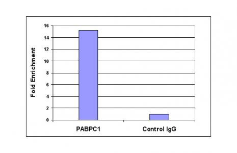 Histone H3K4me2 Antibody in ChIP Assay (ChIP)