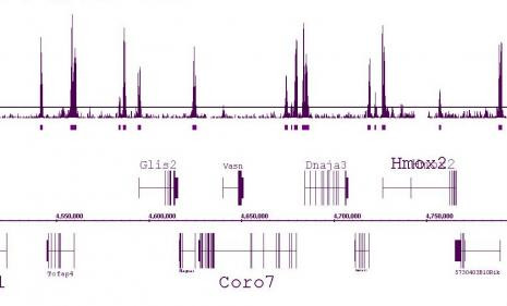 Histone H3K4me2 Antibody in ChIP-Sequencing (ChIP-Seq)