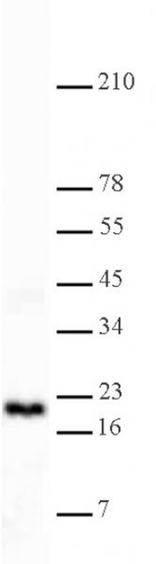 Histone H3K4me2 Antibody in Western Blot (WB)