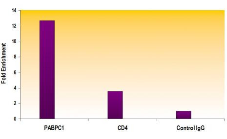 Histone H3K79me2 Antibody in ChIP Assay (ChIP)