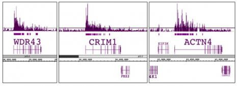 Histone H3K79me2 Antibody in ChIP Assay (ChIP)