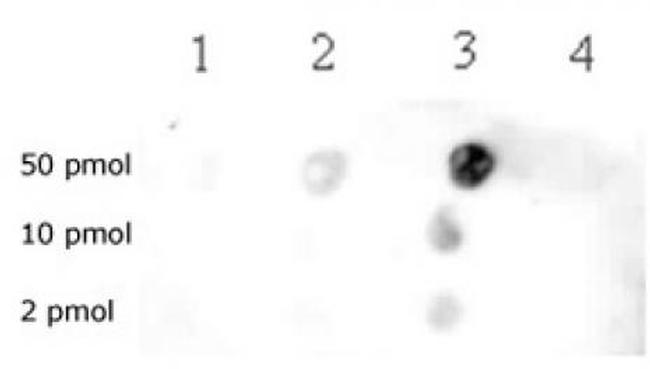 Histone H3K79me2 Antibody in Dot Blot (DB)