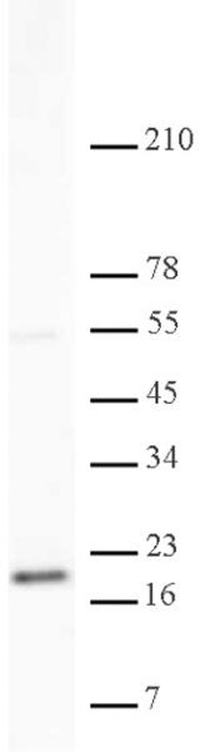 Histone H3K79me2 Antibody in Western Blot (WB)