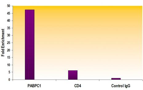 Histone H3K79me1 Antibody in ChIP Assay (ChIP)