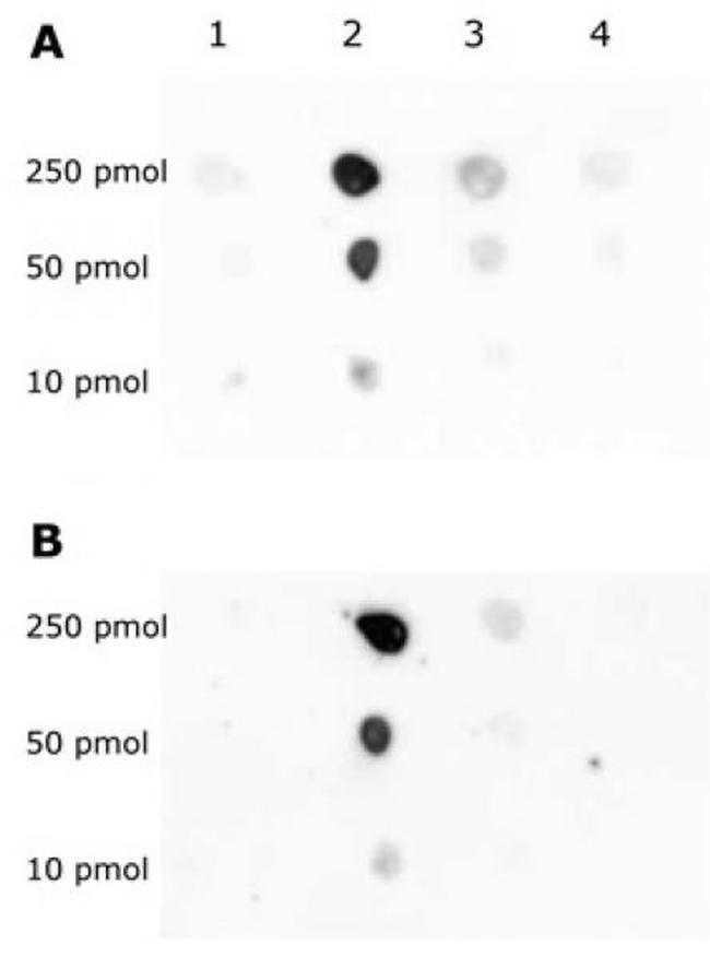 Histone H3K79me1 Antibody in Dot Blot (DB)