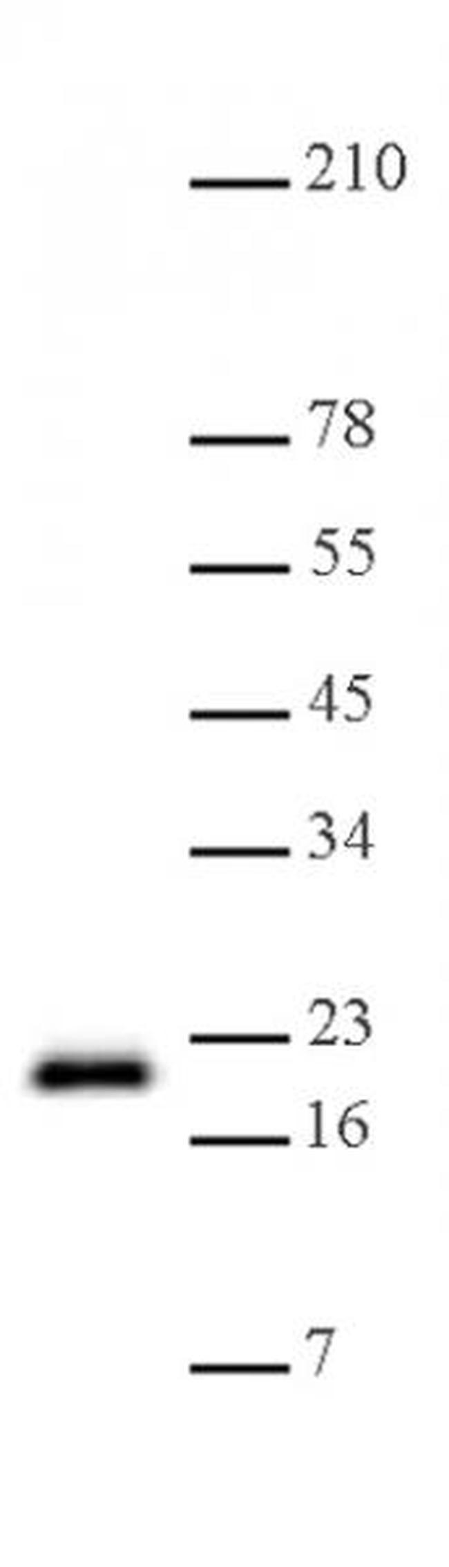 Histone H3K79me1 Antibody in Western Blot (WB)